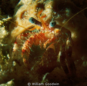 Blue-eyed Crustacean, Cayman Brac night dive. by William Goodwin 